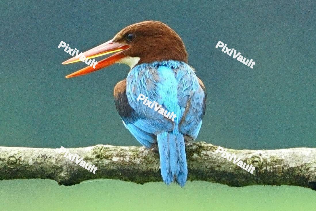 White-throated Kingfisher bird